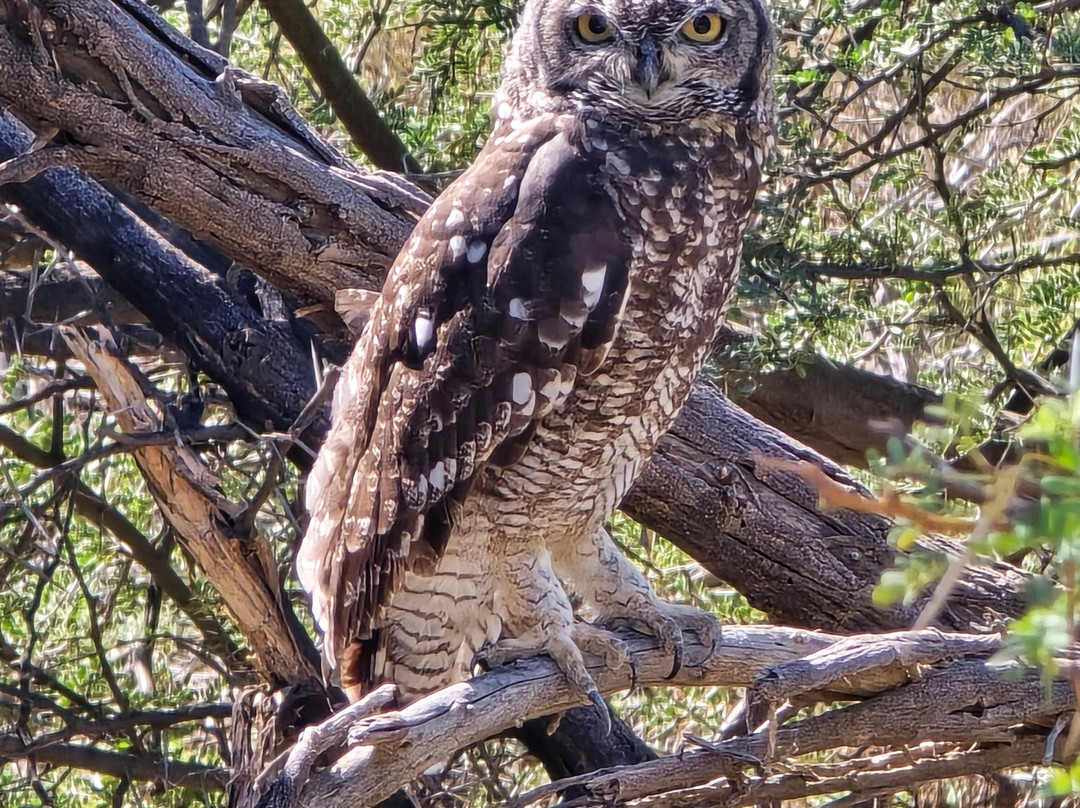 Go Safari-约翰内斯堡必去景点