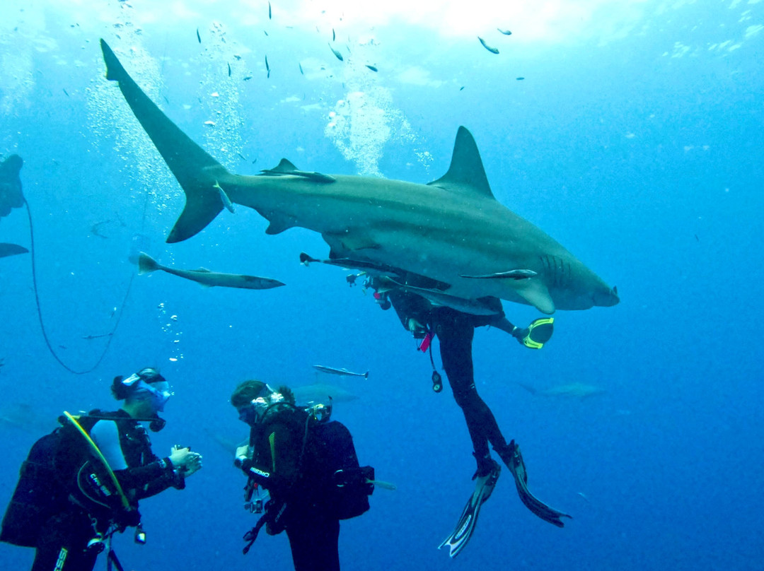 Aliwal Shoal Adventures-Umkomaas必去景点