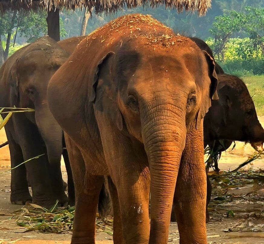 Elephant Sanctuary Care Park-清迈必去景点