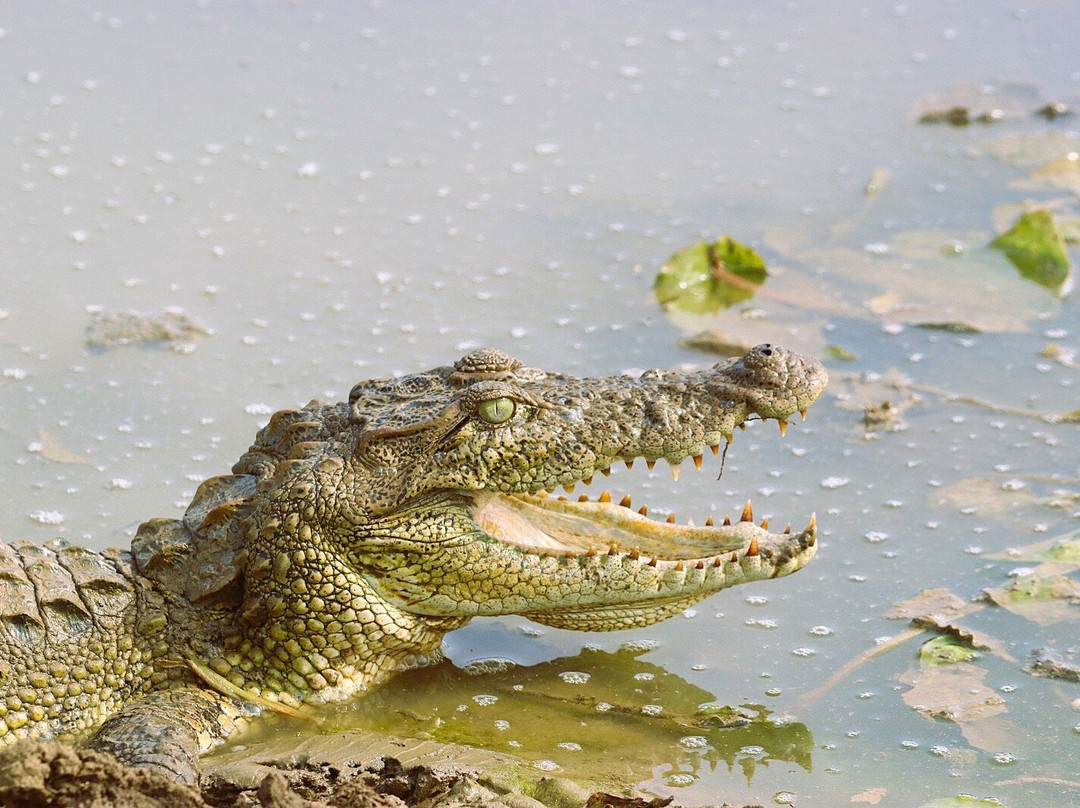 Eddy's Expeditions-加勒必去景点