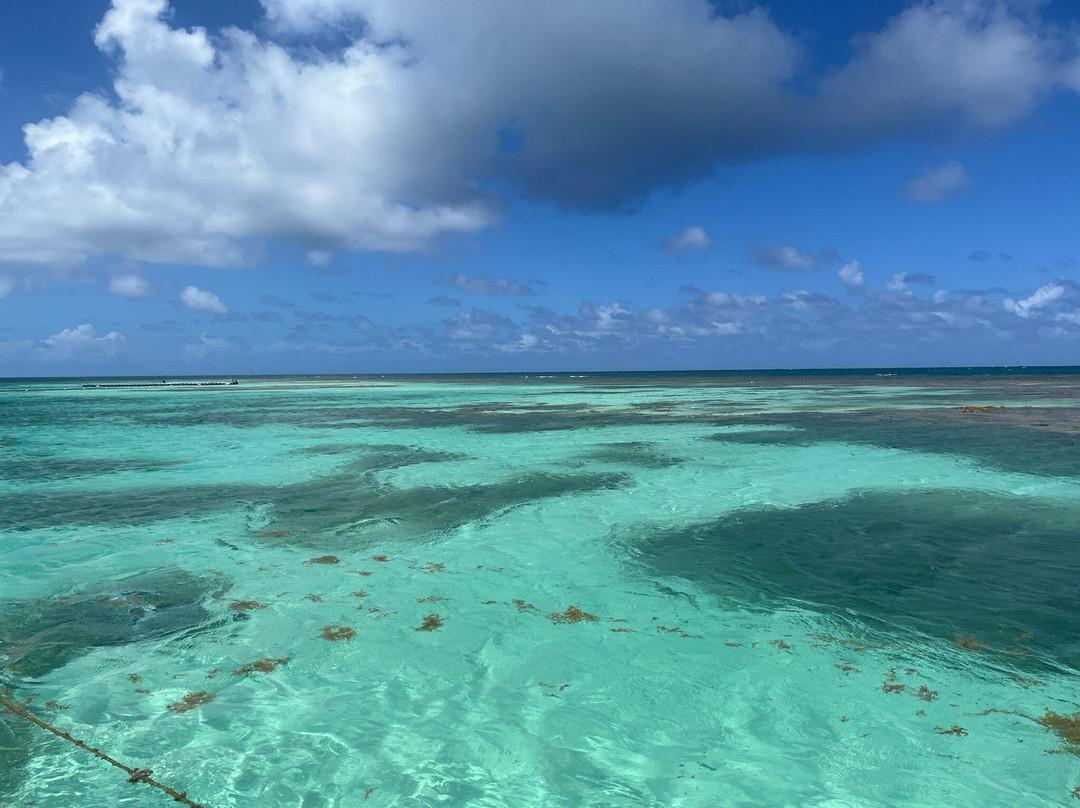 Stingray City-安提瓜必去景点