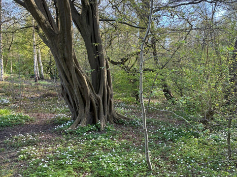Jac P Thijssepark-阿姆斯特尔芬必去景点