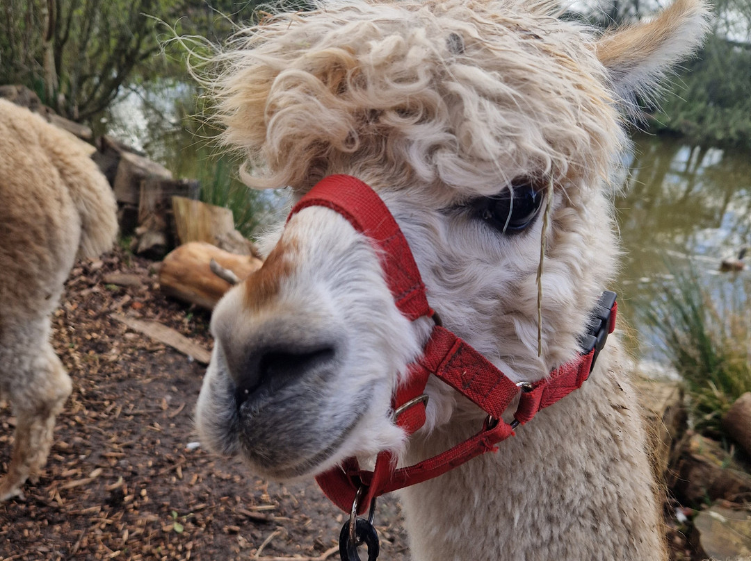 Nanny Sharon's Alpaca Farm C.I.C-Prenton必去景点