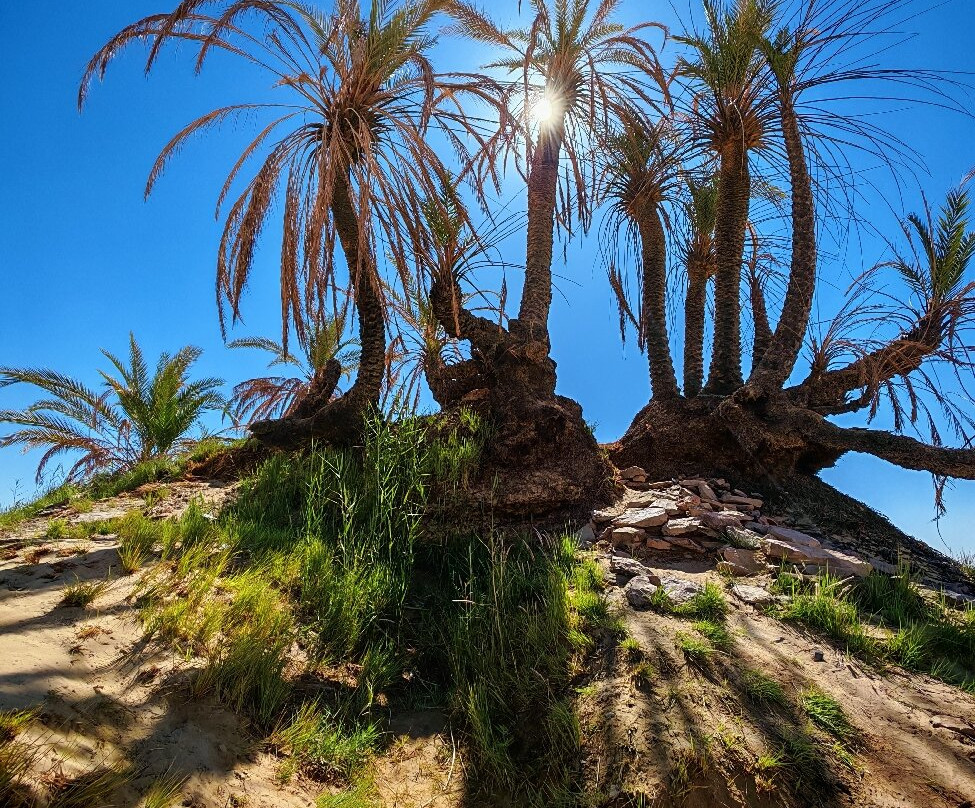 Egypt Western Desert Tours - Day Tour-Bawiti必去景点