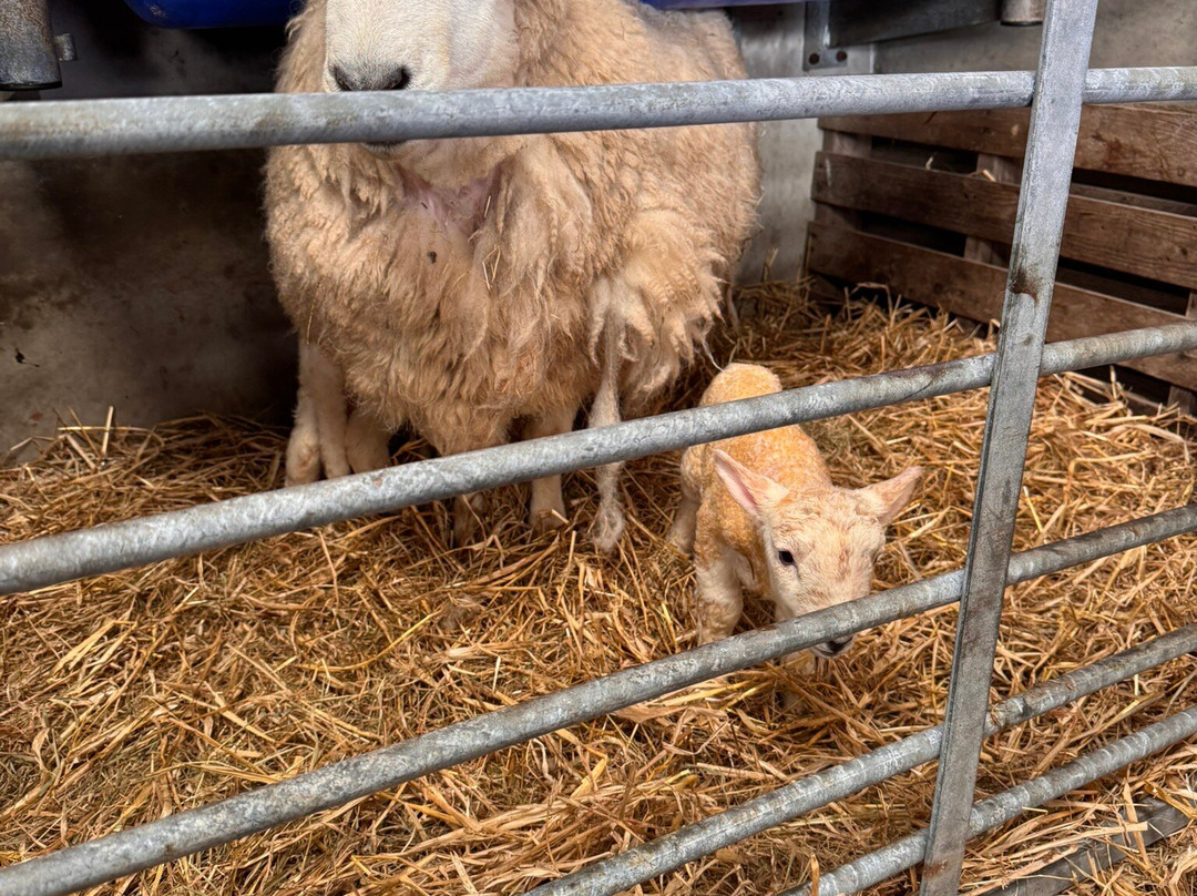 Kilmacolm Farm Tours-Cairncurran必去景点