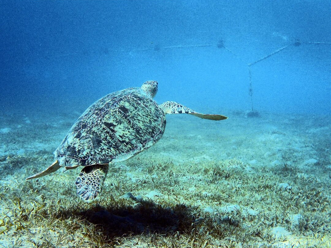 Orca Dive Club Safaga-Safaga必去景点