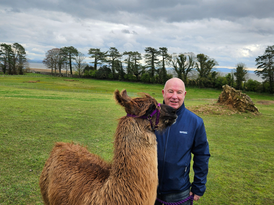 Bardsea Alpacas And Llamas-Bardsea必去景点