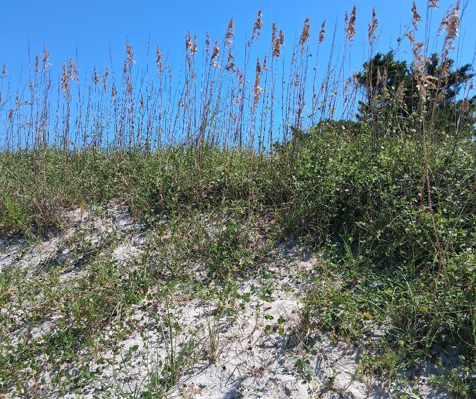 Masonboro Island Reserve-威尔明顿必去景点