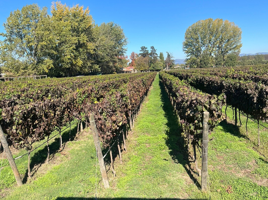 Colchagua Wine Tours-圣克鲁斯必去景点