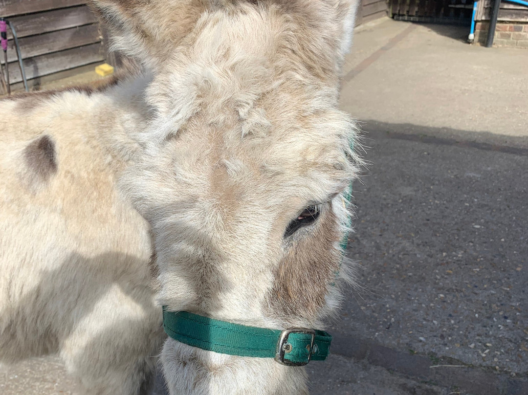 Brockenhurst Donkey Walks-Brockenhurst必去景点