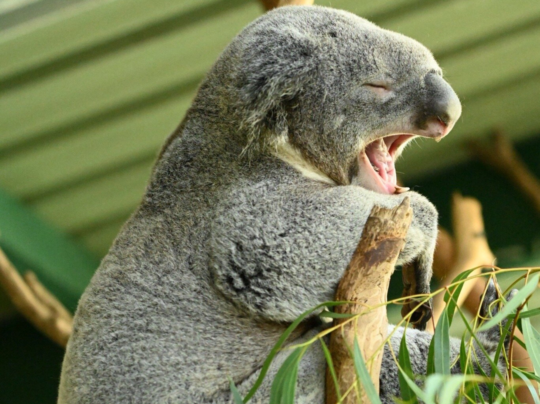 Featherdale Sydney Wildlife Park-Doonside必去景点