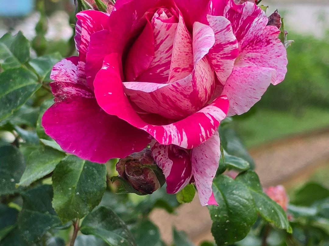 Princess Grace Botanical Garden-摩纳哥城必去景点