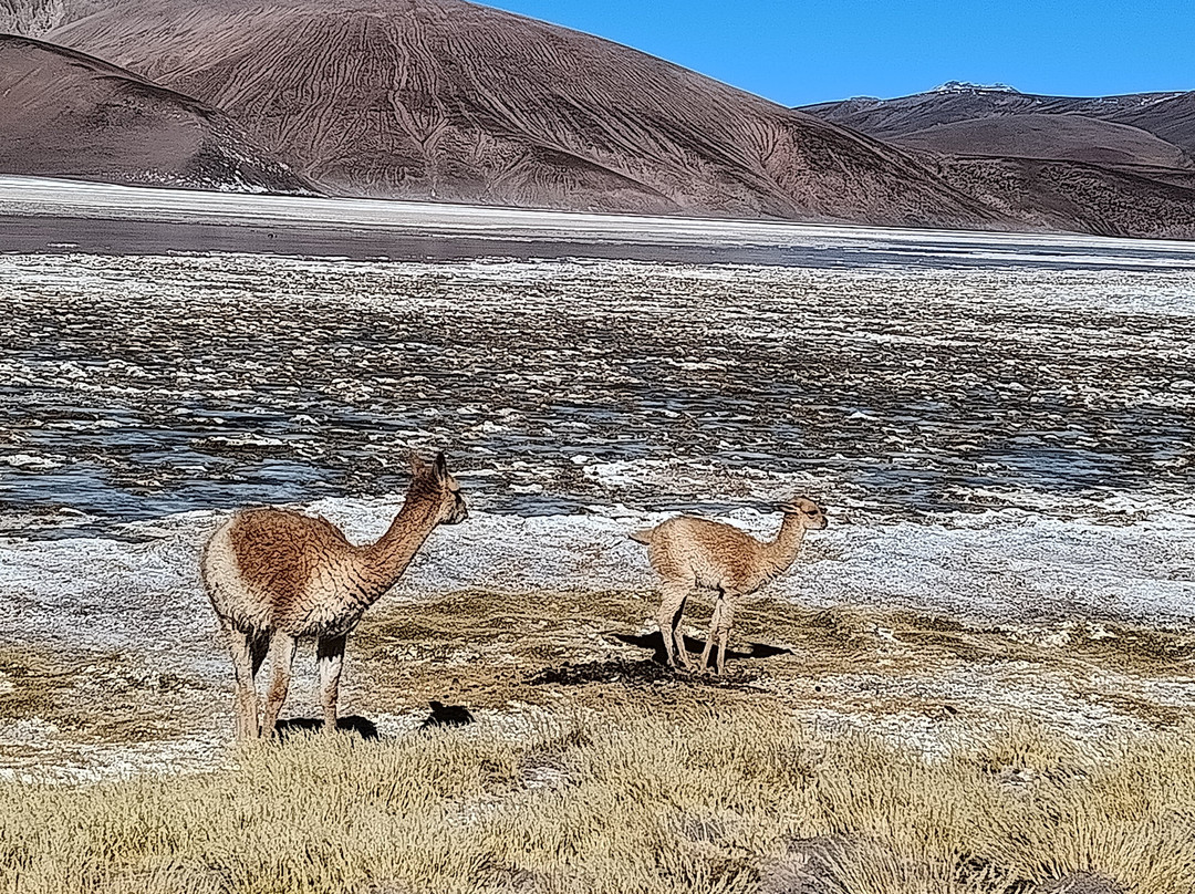 De Altura Viajes Y Turismo-萨尔塔必去景点