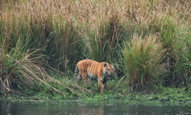 The Chitwan Tiger Guide Service And Mini Library-苏拉哈必去景点