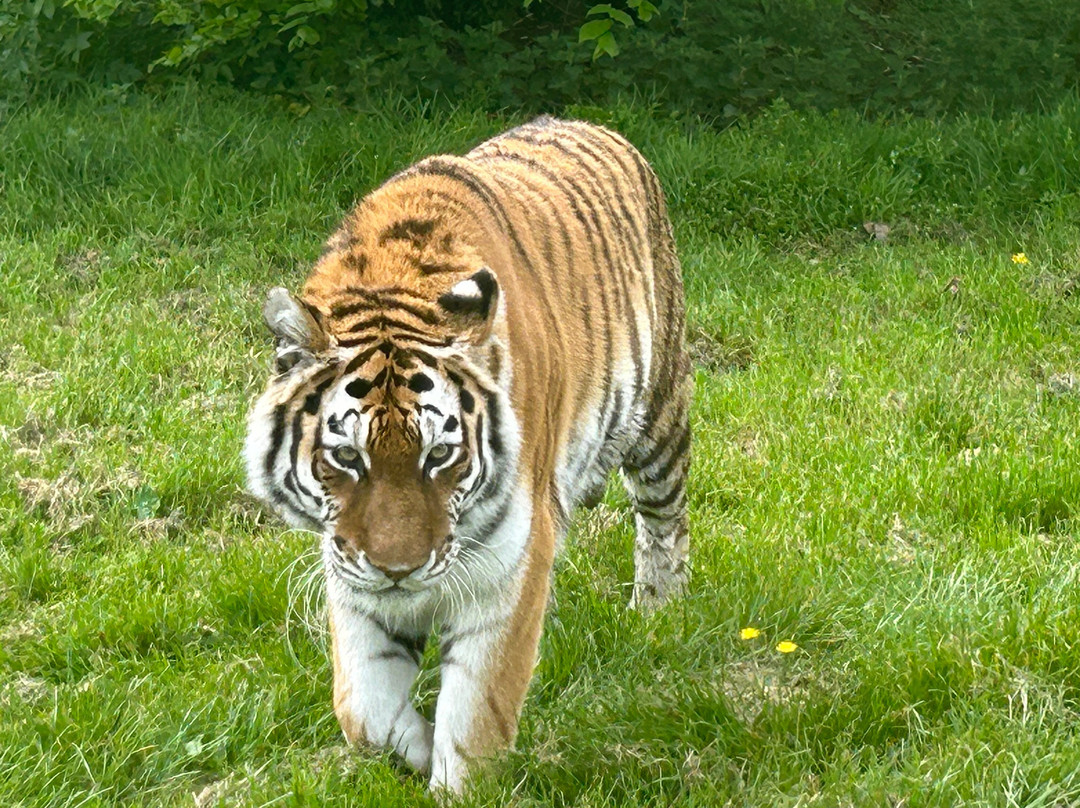 Woburn Safari Park-Woburn必去景点