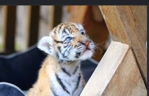 Ranthambore National Park-Ranthambore National Park必去景点