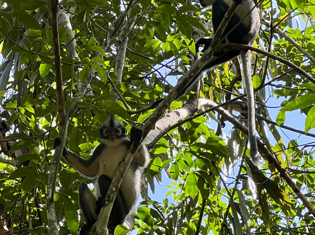 Trekking Orangutan Sumatra-武吉拉旺必去景点