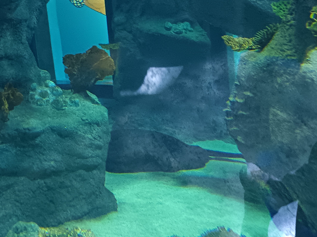 Odysseo Oceanarium Mauritius-路易士港必去景点