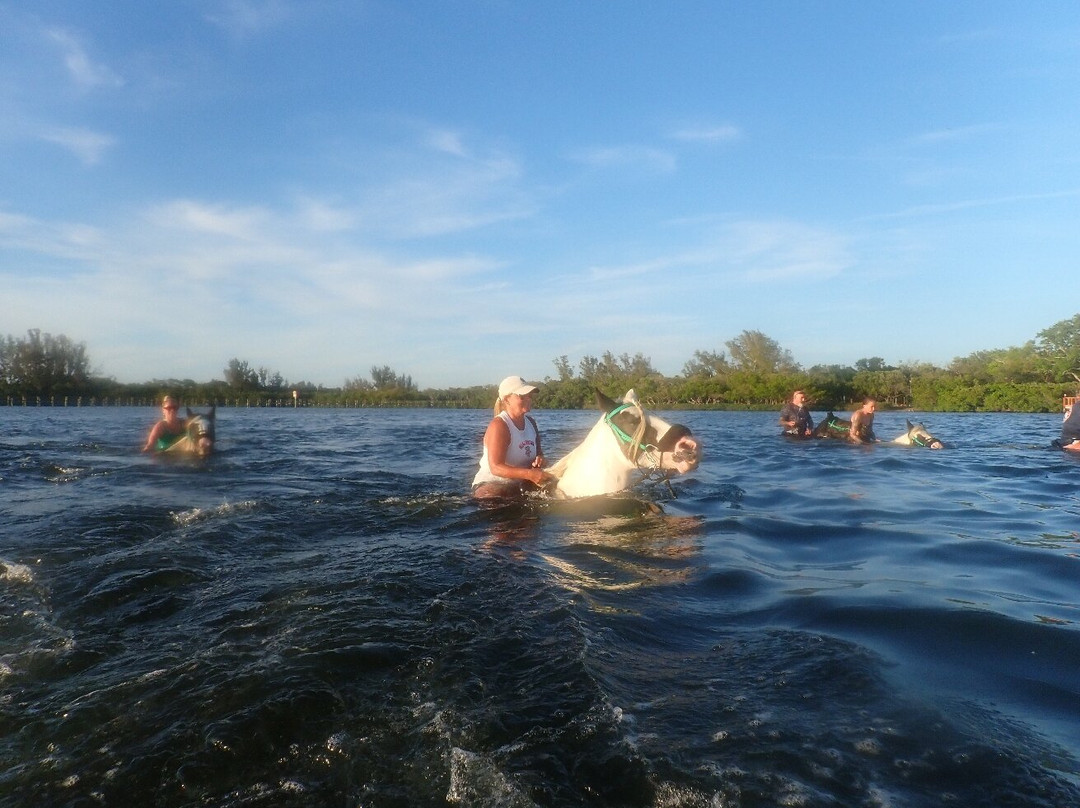 C Ponies Beach Horseback Rides-布雷登顿必去景点
