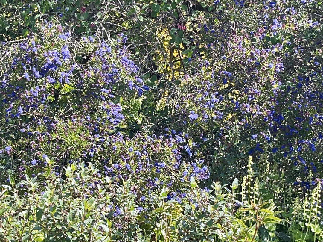 Benvarden Gardens-Antrim必去景点