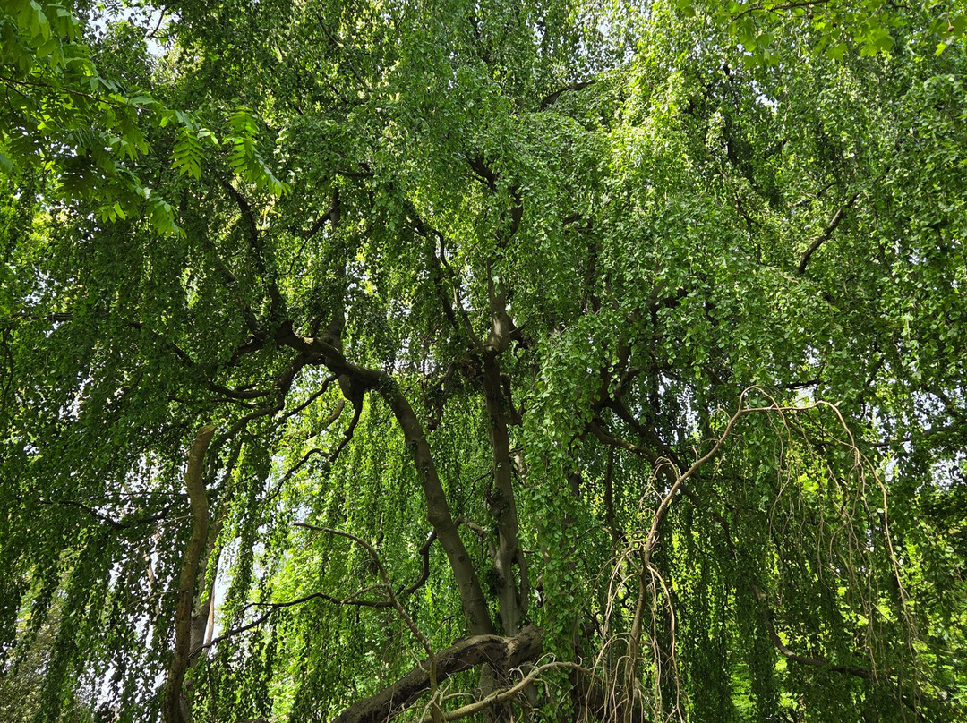 Botanical Garden Arboretum Oudenbosch-Oudenbosch必去景点