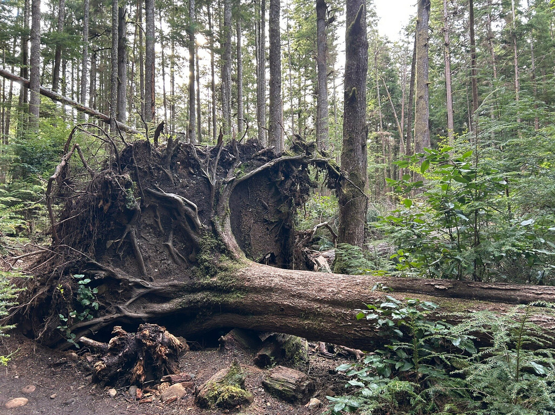 Juan de Fuca Marine Trail-温哥华岛必去景点