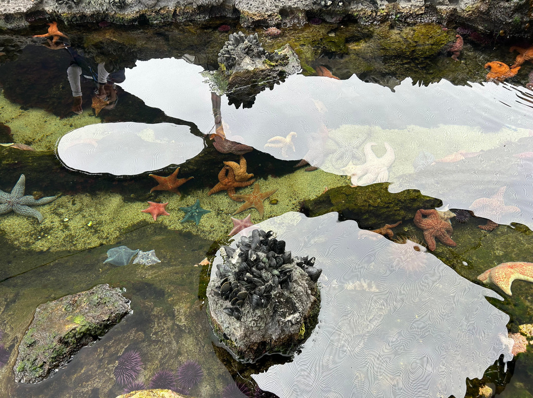 太平洋水族馆-长滩必去景点