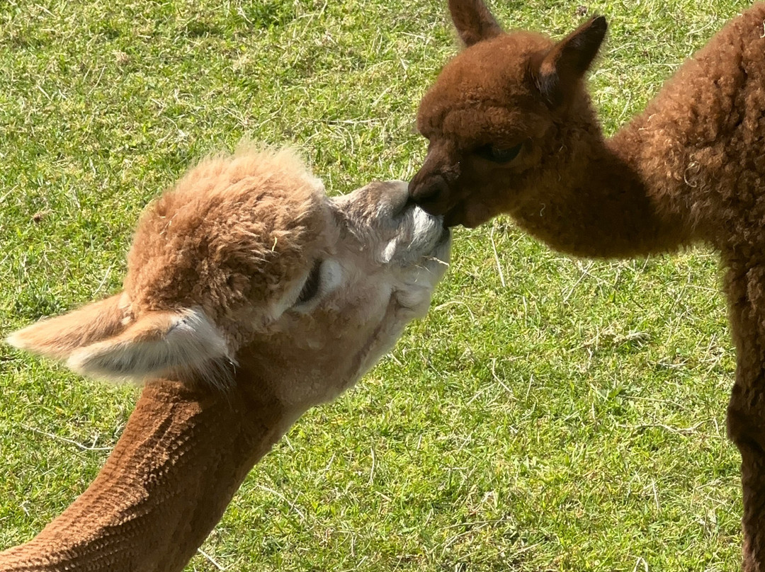 BobCat Alpacas-爱丁堡必去景点