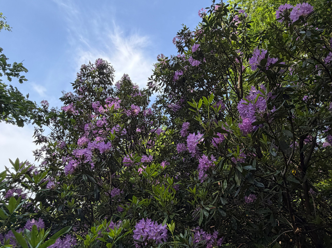 Hawkstone Park FOLLIES ADVENTURE-Weston-under-Redcastle必去景点