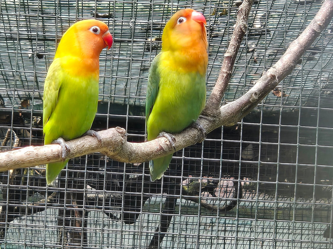Zoo De Santillana Del Mar-海边的散提亚拿必去景点