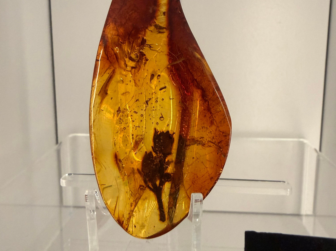Museum of Amber - Museum of Gdansk-格但斯克必去景点