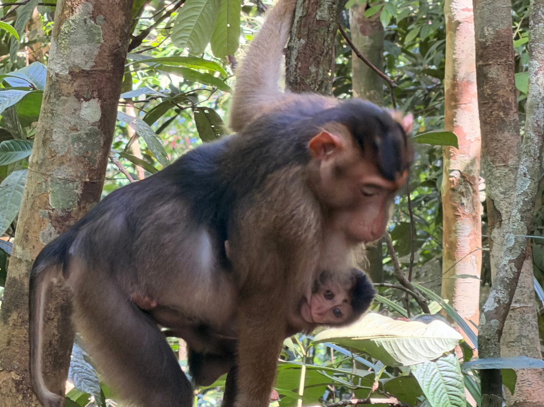 Bukit Lawang Trekking-武吉拉旺必去景点