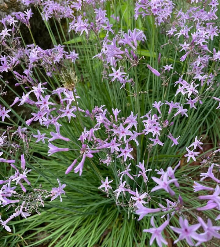 Parc Botanique de Cornouaille-孔布里必去景点
