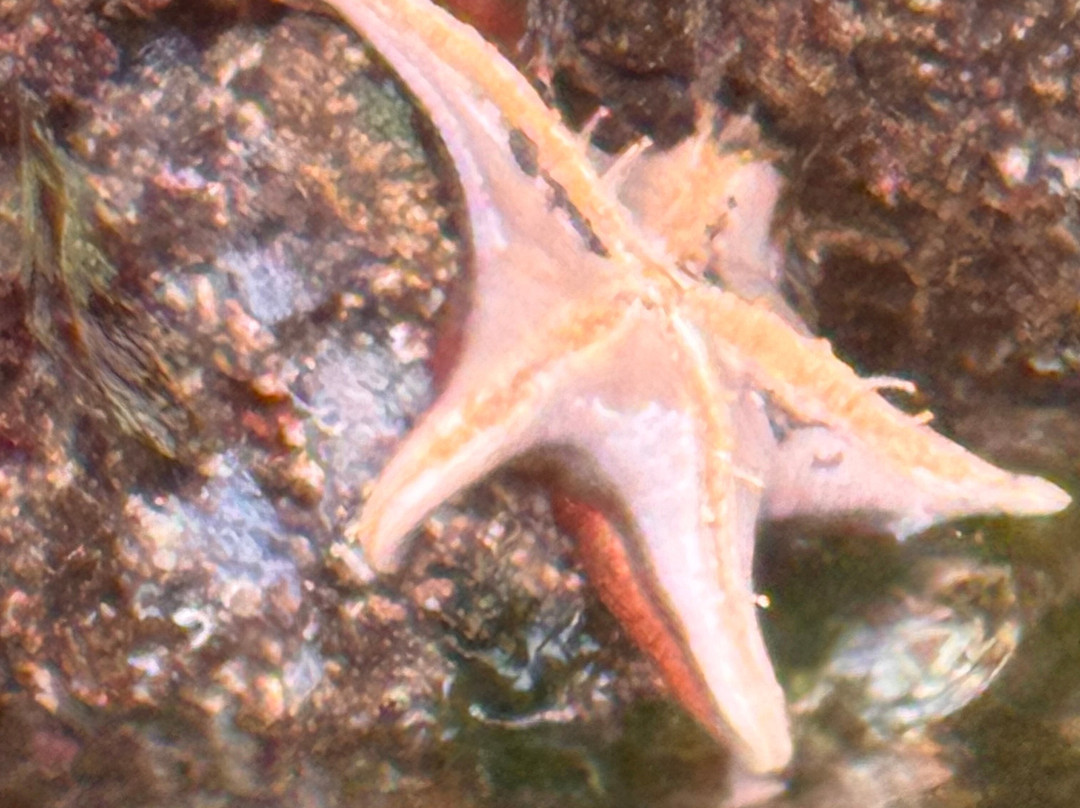Dog Mermaid Eco Excursions, Kayak Rentals & Retreats-Pender Island必去景点
