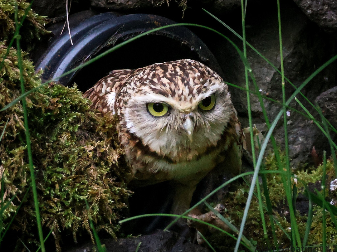 Loch Lomond Bird Of Prey Centre-Balloch必去景点