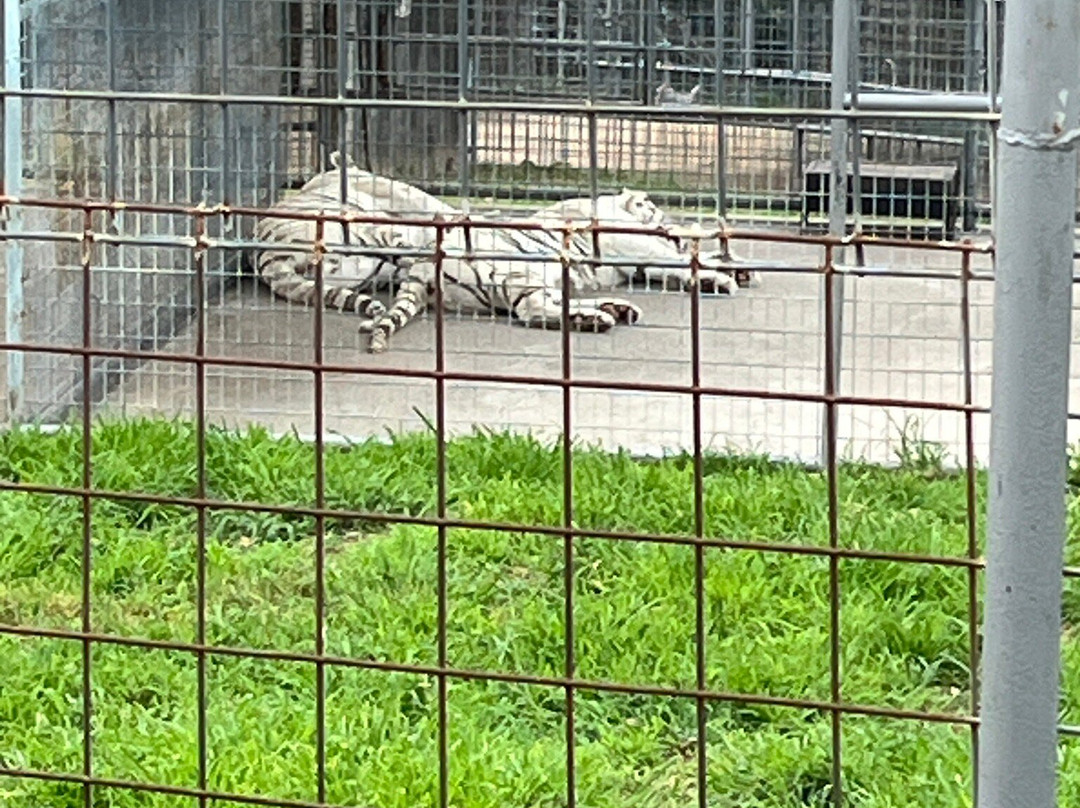 Turpentine Creek Wildlife Refuge-尤里卡斯普林斯必去景点