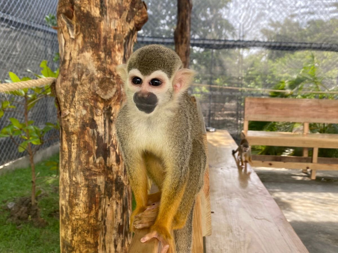 Monkey Park-普拉塔港必去景点