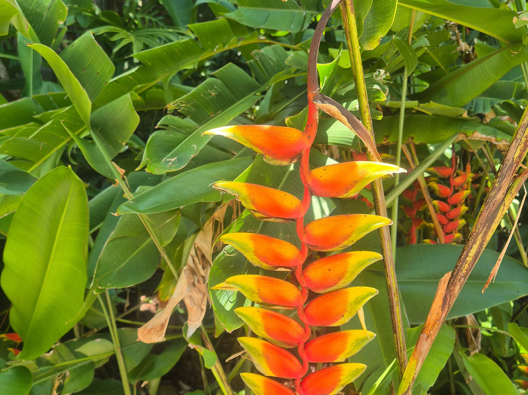 Fairchild Tropical Botanic Garden-科勒尔盖布尔斯必去景点