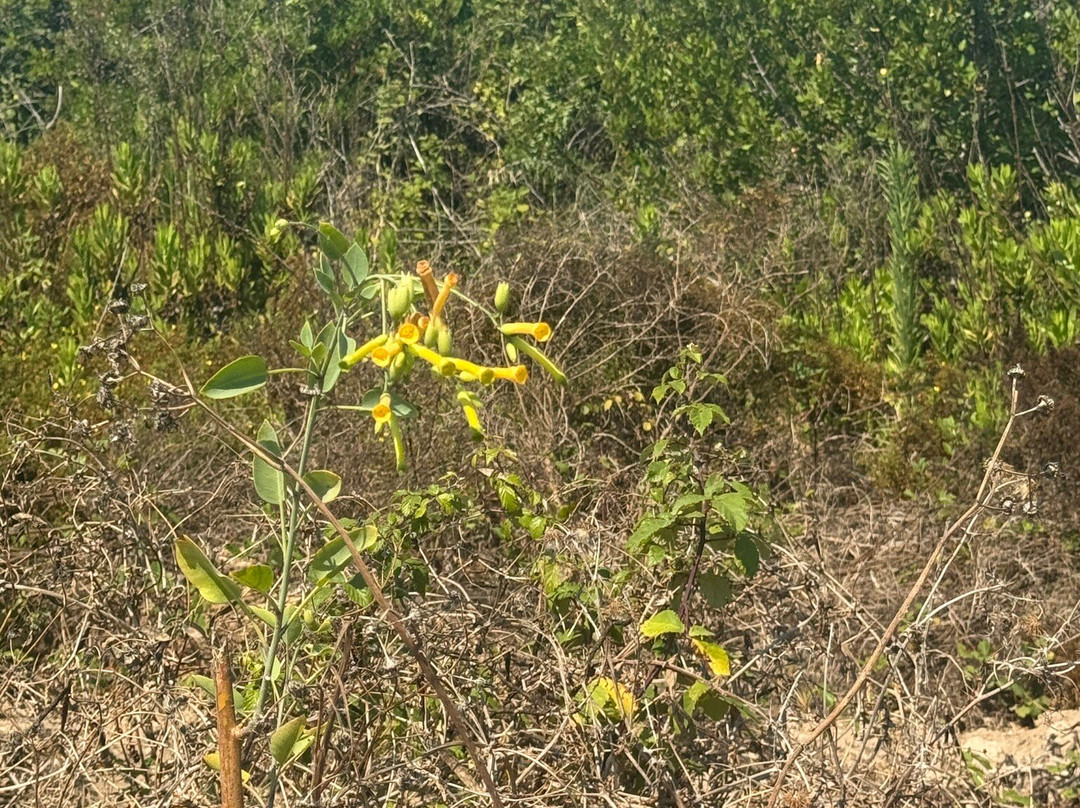 Riserva Naturale del Fiume Irminio-Marina di Ragusa必去景点