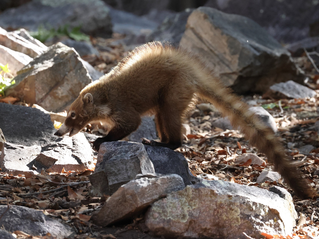 Ramsey Canyon Cabins & Bird Sanctuary主图