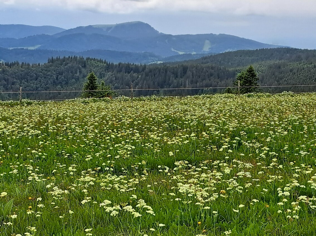 Feldberg-菲尔德山必去景点