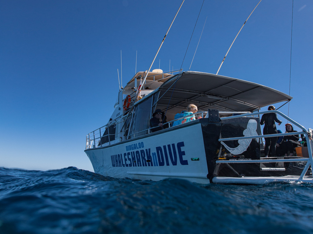 Ningaloo Whaleshark-N-Dive-埃克斯茅斯必去景点