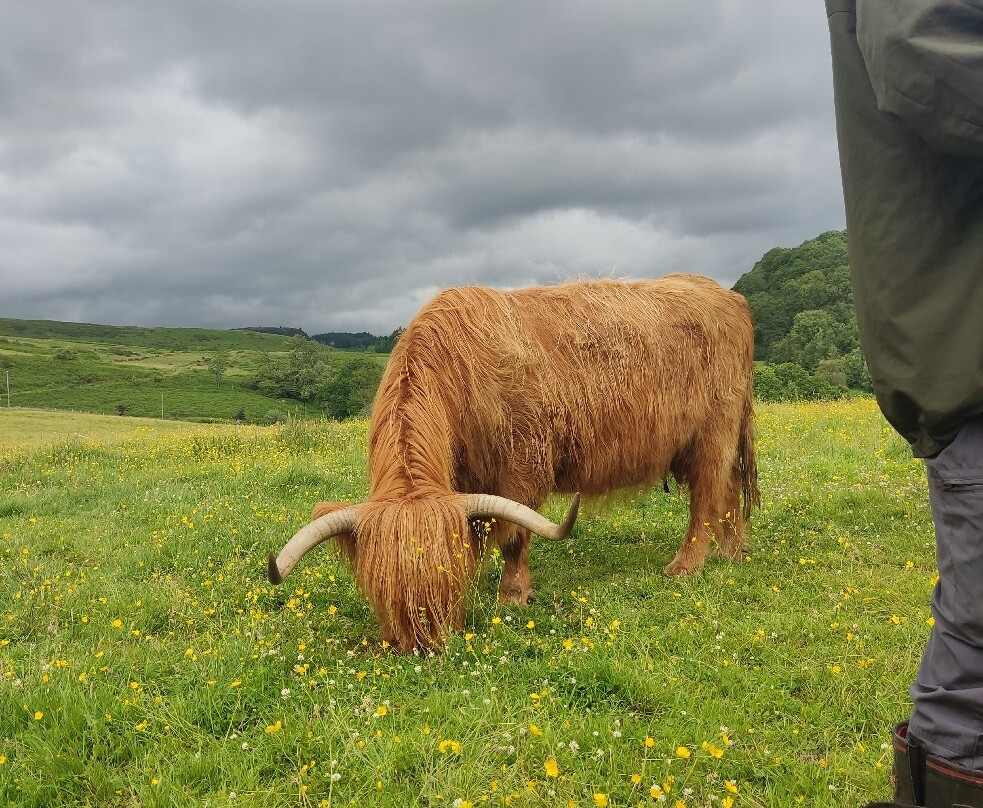 Nether Glenny Farm - Coos and Views-斯特灵必去景点