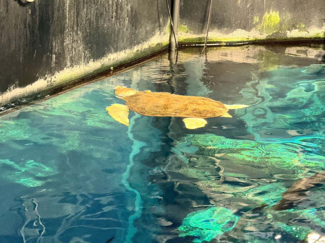South Carolina Aquarium-查尔斯顿必去景点