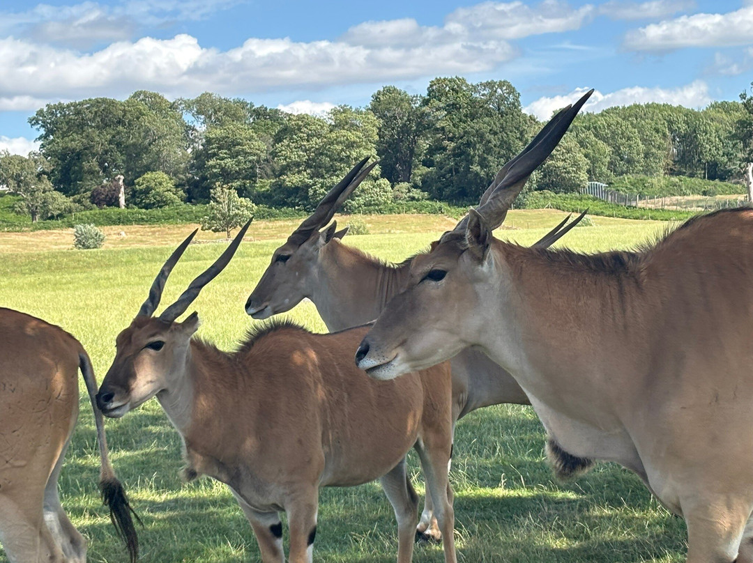 Woburn Safari Park-Woburn必去景点