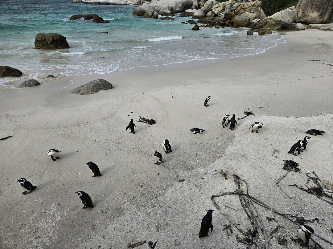 Boulders Beach Penguin Colony-西门镇必去景点