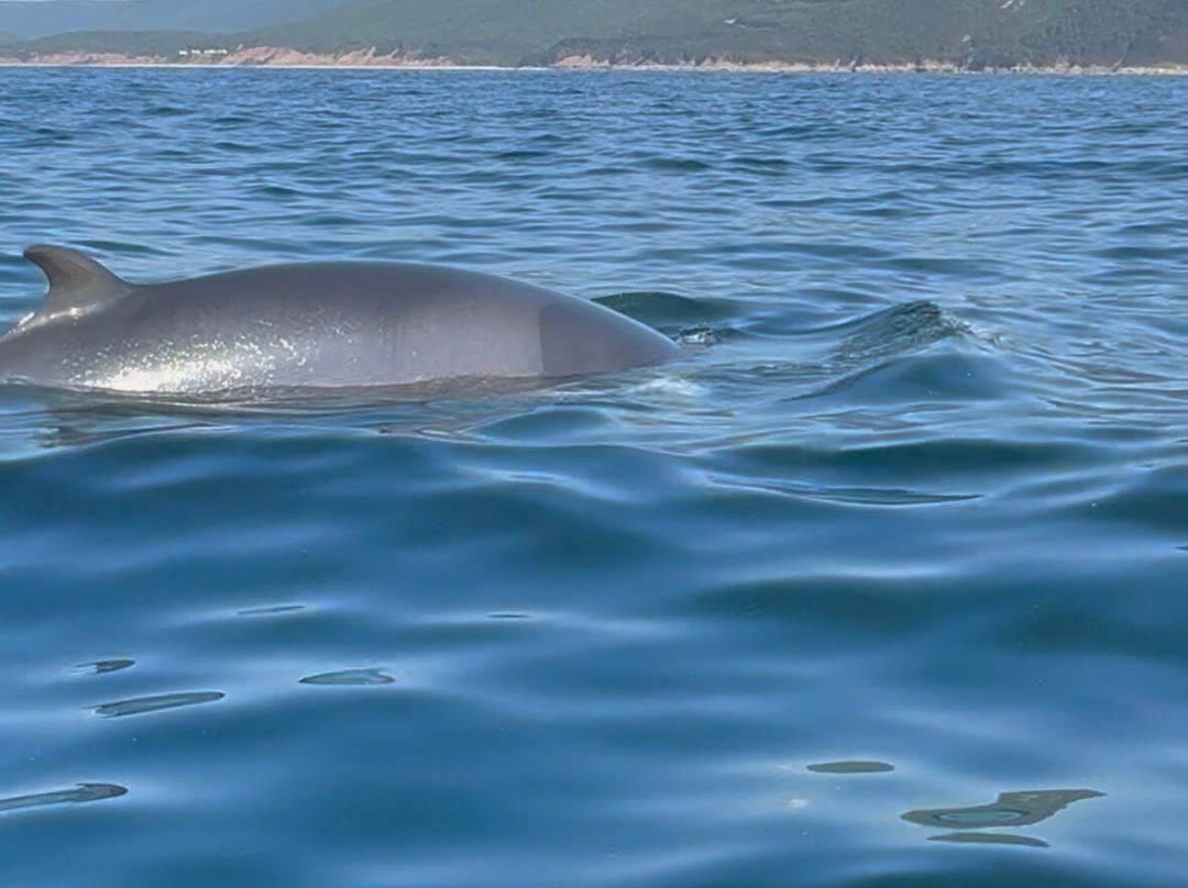Capt. Mark's Whale and Seal Cruise-Pleasant Bay必去景点