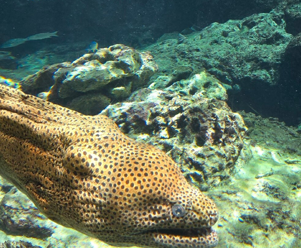 冲绳美之海水族馆-本部町必去景点