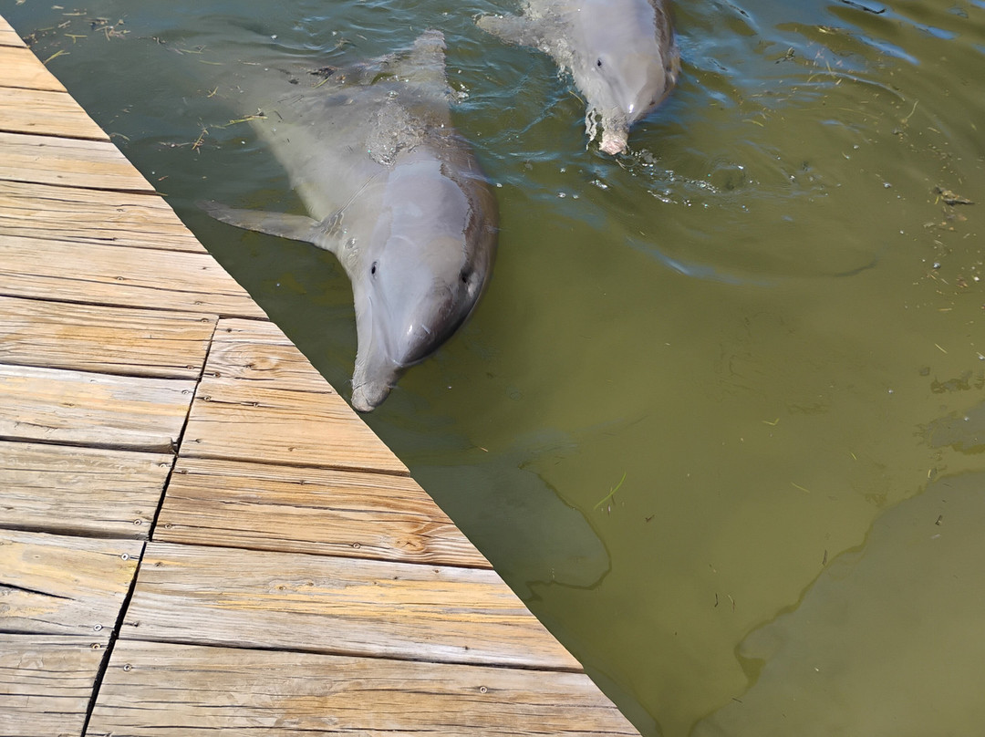 Dolphin Research Center-Grassy Key必去景点