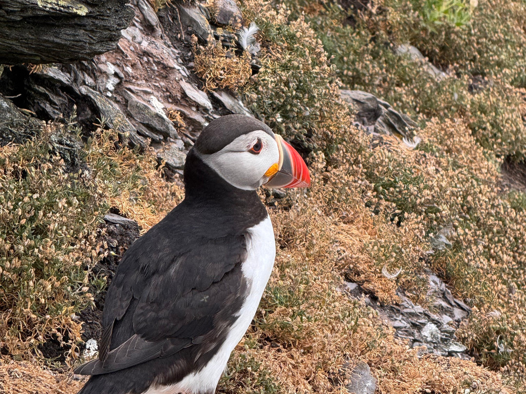 Skellig Tours-Caherdaniel必去景点